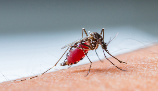 Il primo vaccino efficace contro la malaria Secondo l’infettivologo Contini si è fatta poca ricerca perché non riguarda l'Occidente