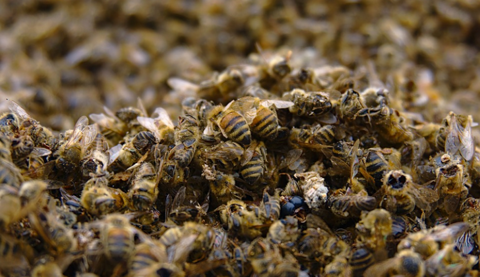 I pesticidi di nuova generazione sono sicuri per le api? No, secondo uno studio, e gli apicoltori chiedono maggiori controlli