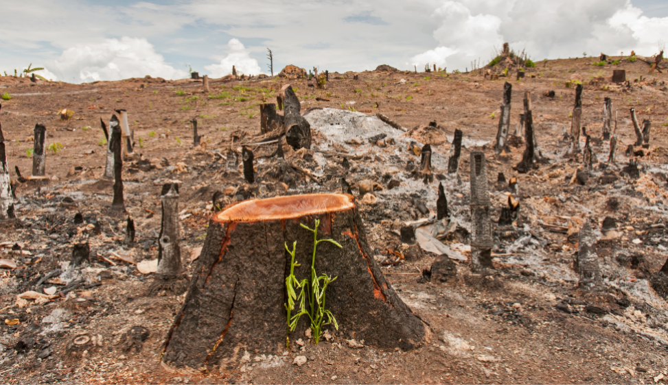 DOSSIER Dopo COP26  Piantare mille miliardi di alberi e bloccare la deforestazione? Dipende da come La gestione delle foreste divide esperti e ambientalisti