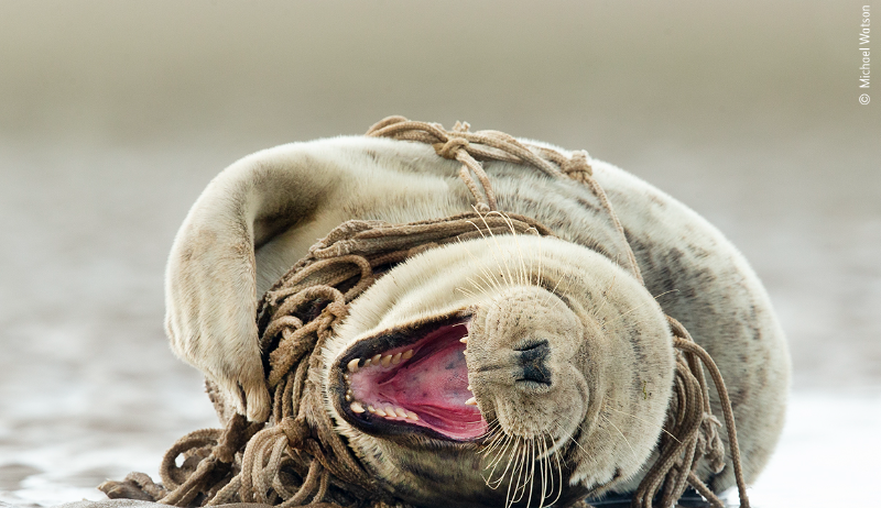 L’urlo di dolore del mare La foto di Michael Watson “A distressing matter” ritrae una foca che urla di dolore impigliata in una rete da pesca abbandonata