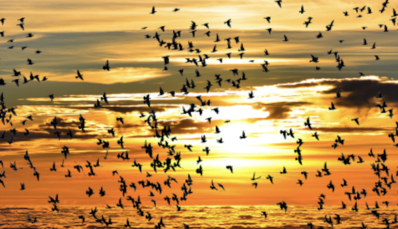 Uccelli migratori, “notte scura, migrazione sicura!” Lo slogan delle Nazioni unite contro l’inquinamento luminoso. Disorientamento, cambi di abitudine e morte i pericoli per l’avifauna