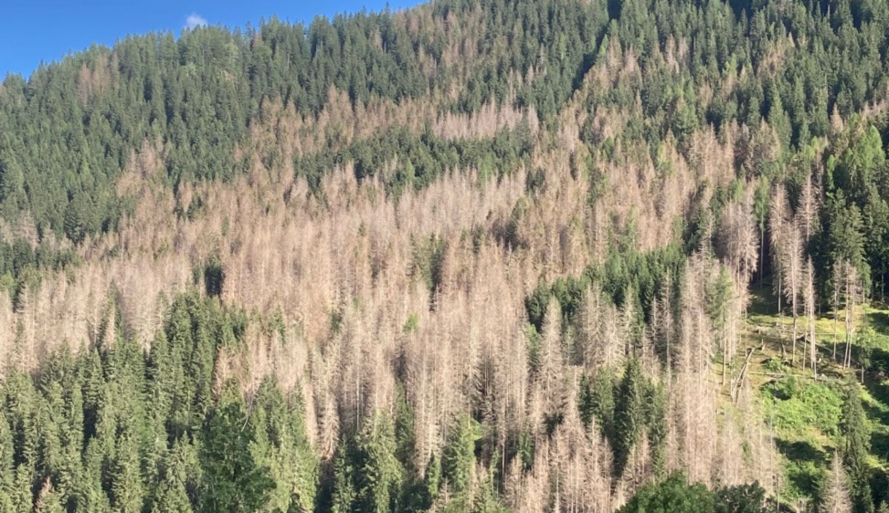 MONTAGNA, ANNO DELLO SVILUPPO SOSTENIBILE. Foreste europee a rischio: il bostrico sta divorando i boschi di abete rosso (1) Tempeste e siccità indeboliscono le piante, mentre l’insetto prolifica con il caldo