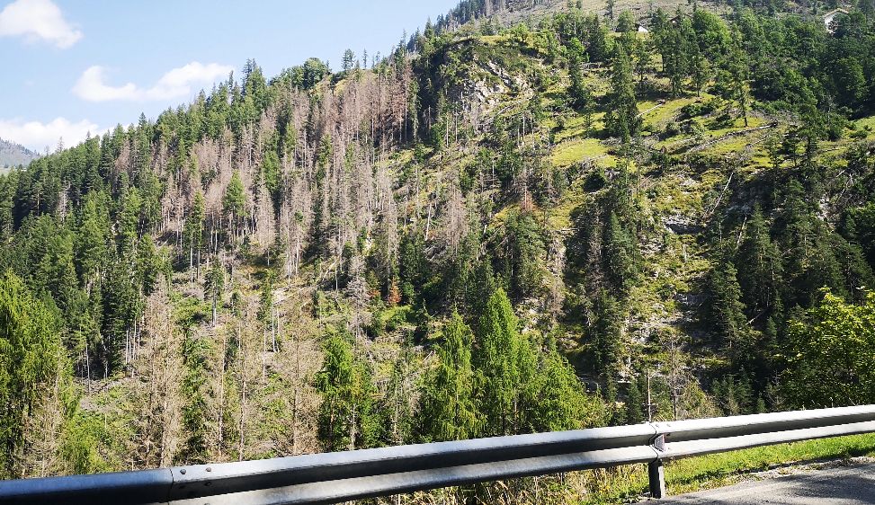 Il bostrico continua a distruggere le foreste alpine. Quest’anno il picco è in agosto Il cambiamento climatico contribuisce alla sua proliferazione, secondo l’ispettore Finozzi. Fondamentale “riprogrammare” i boschi