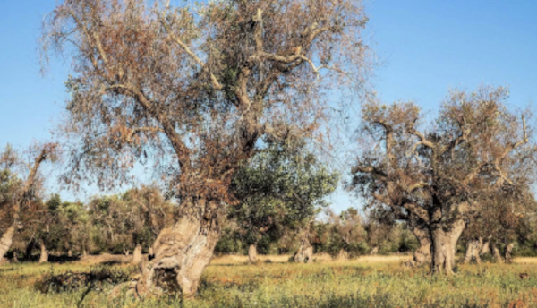 SPECIALE XYLELLA Xylella, dieci anni dopo La storia degli olivi della Puglia è anche quella di una controversia scientifica e conflitto sociale esemplari. E molto attuali.